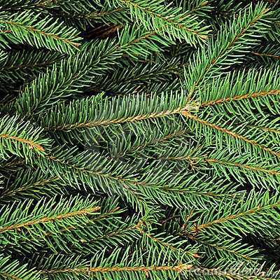 ABETO /PINO SIBERIANO ACEITE ESENCIAL (Pinus siberica) (485)